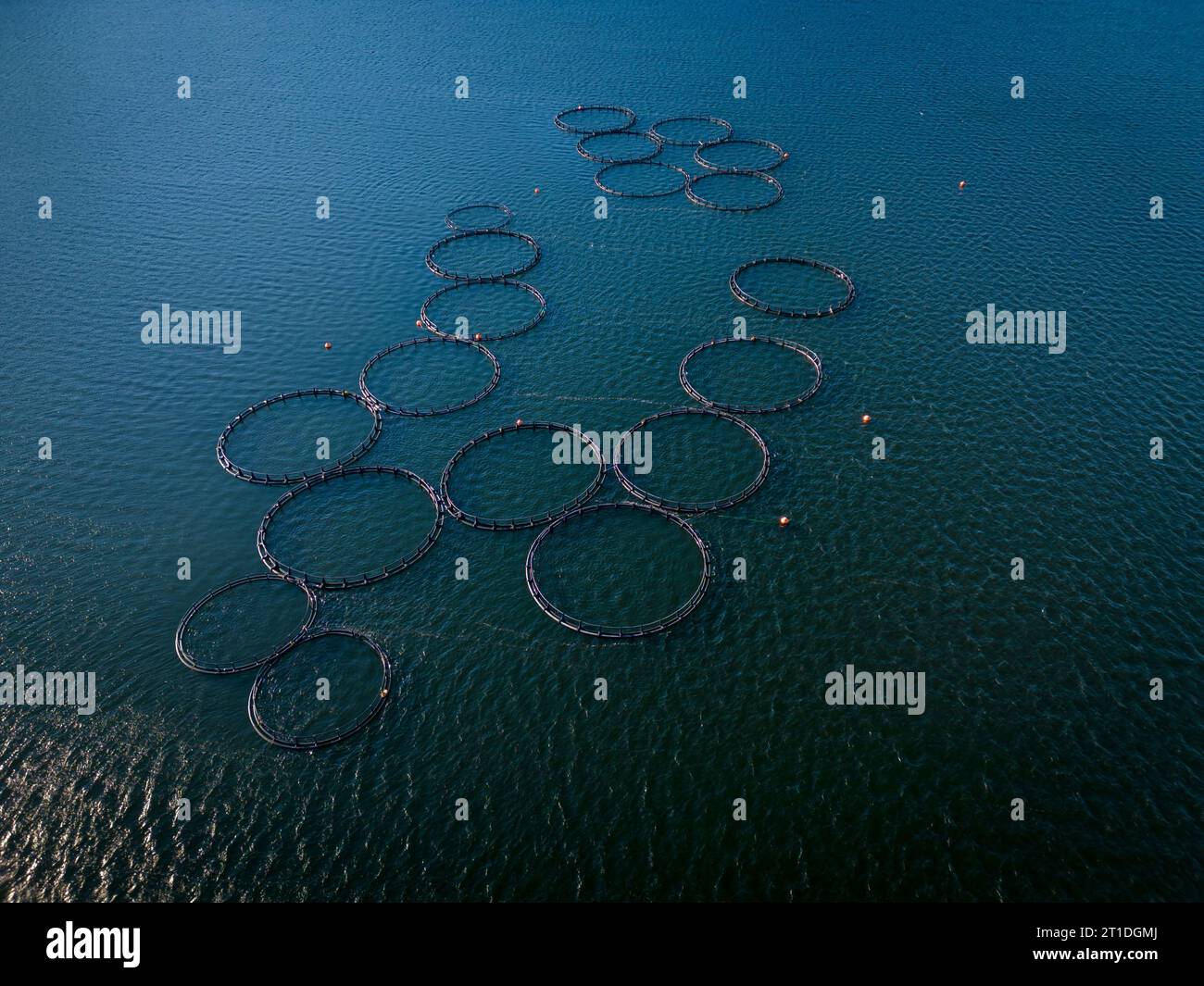 Ferme de poissons de saumon dans la vue aérienne de la rivière. grandes clôtures en maille ronde pour l'élevage de poissons dans le lac. Banque D'Images