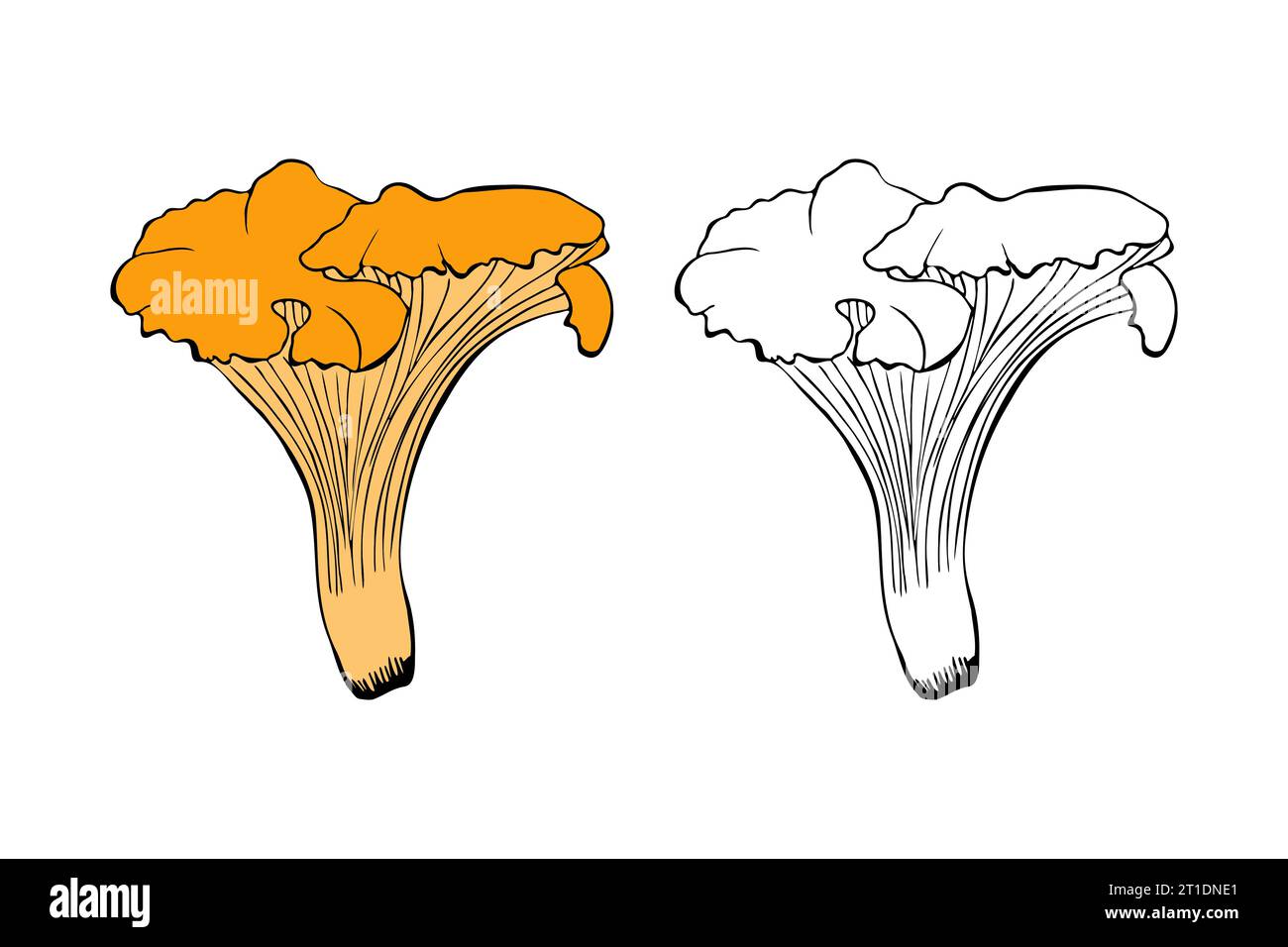 Chanterelle champignon dessiné à la main contour doodle, isolé, fond blanc. Illustration vectorielle Illustration de Vecteur