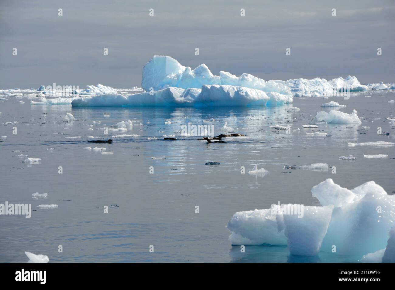 Antarctique ; péninsule antarctique sur l'île de Yalour ; groupe de pingouins gentoo se nourrissant de nourriture ; icebergs dérivants et banquises au large de la côte Banque D'Images