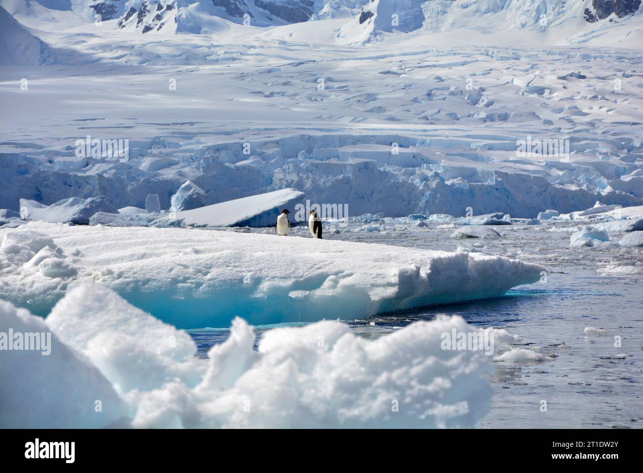 Antarctique ; Péninsule Antarctique à l'île Yalour ; deux manchots Adélie sur un iceberg plat ; en arrière-plan un glacier se terminant dans la mer ; floes de glace et moi Banque D'Images