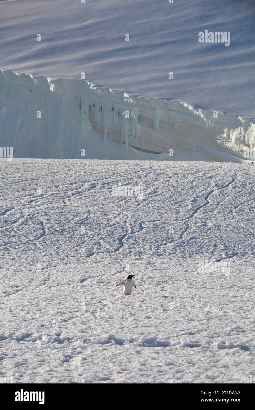 Antarctique ; Péninsule Antarctique ; Île Peterman ; pingouin gentoo solitaire sur le chemin de la mer ; glaciers et glace Banque D'Images