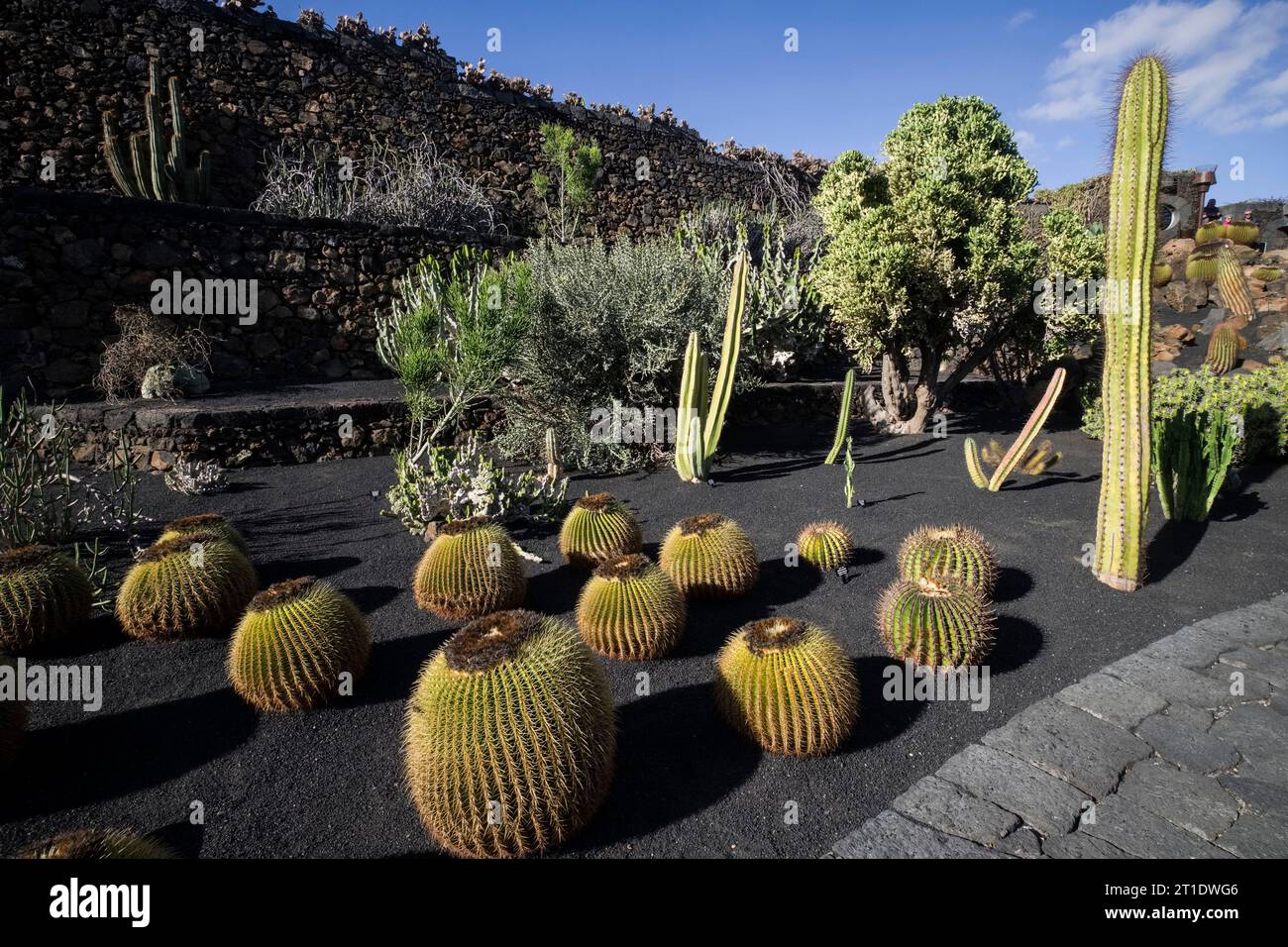 Espagne, Canaries, Lanzarote : le jardin des cactus à Guatiza, créé par Cesar Manrique Banque D'Images