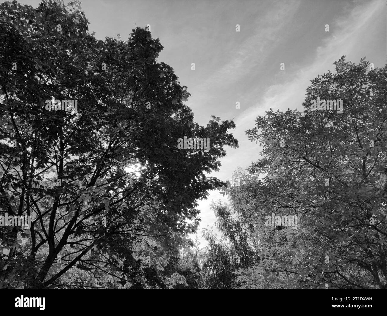 Arrière-plan de la forêt d'automne. Arbres lumineux dans le papier peint d'automne. La photographie écologique Banque D'Images