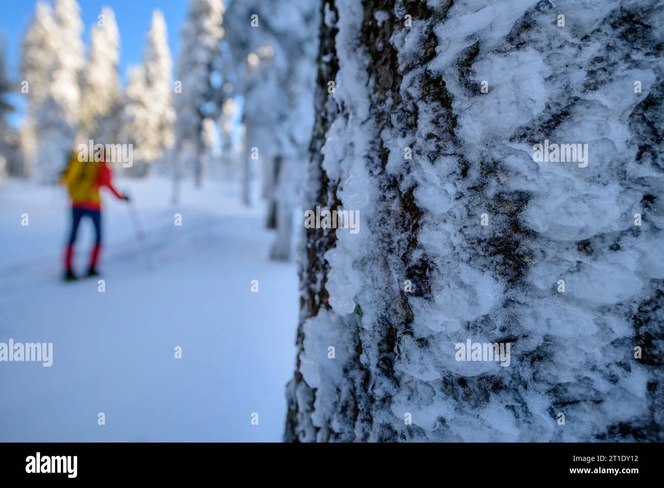 Femme randonnée en hiver escalade à travers la forêt enneigée à l'Arber, tronc d'arbre glacé au premier plan, Großer Arber, forêt bavaroise, Basse-Bavière Banque D'Images