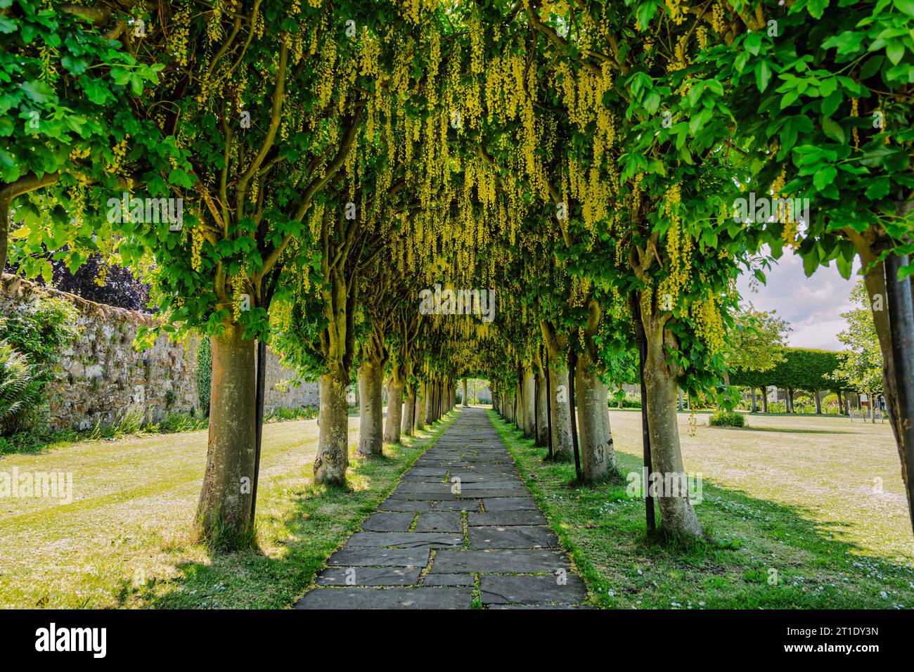 Laburnum plissé arc ou allée en pleine floraison, St Mary's Pleasance, Haddington, East Lothian, Écosse, ROYAUME-UNI Banque D'Images