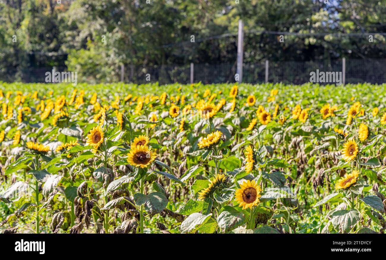 Domaine de fleurs soleil Banque D'Images
