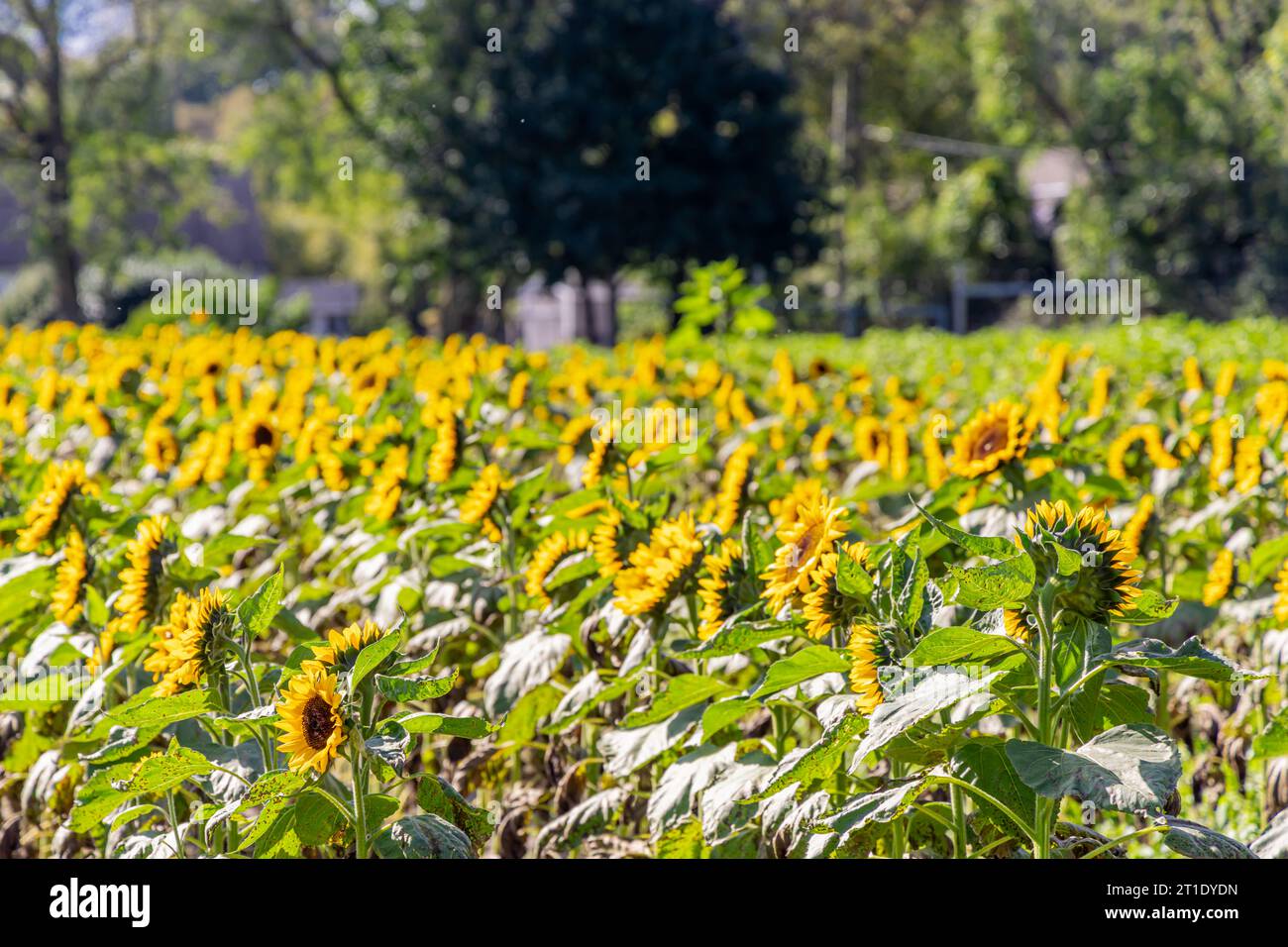 Domaine de fleurs soleil Banque D'Images