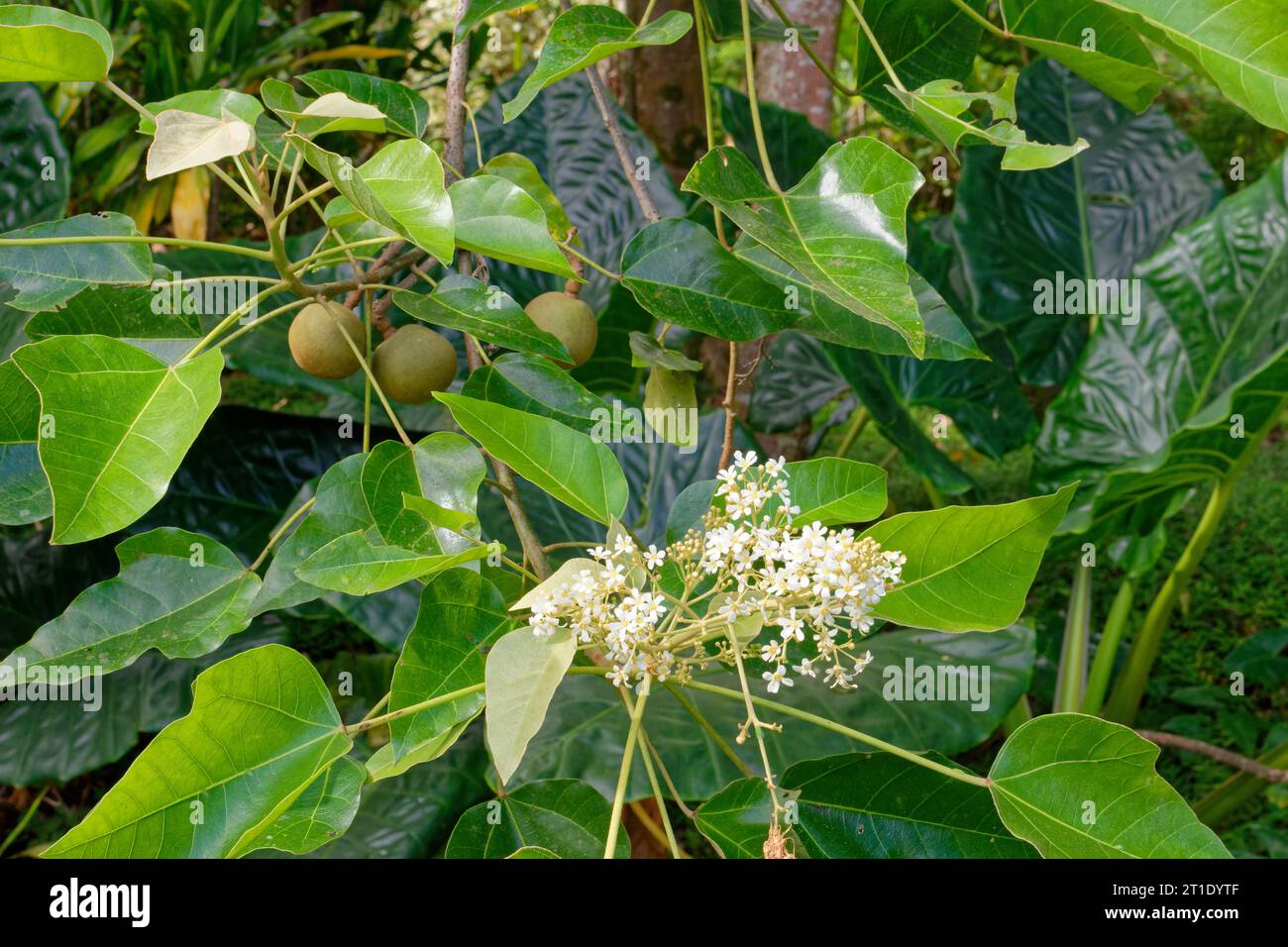 Polynésie française : fleurs de candélé (aleurites moluccanus). L'huile de candéloube est utilisée comme cosmétique et aussi en médecine traditionnelle, comme plante médicinale Banque D'Images