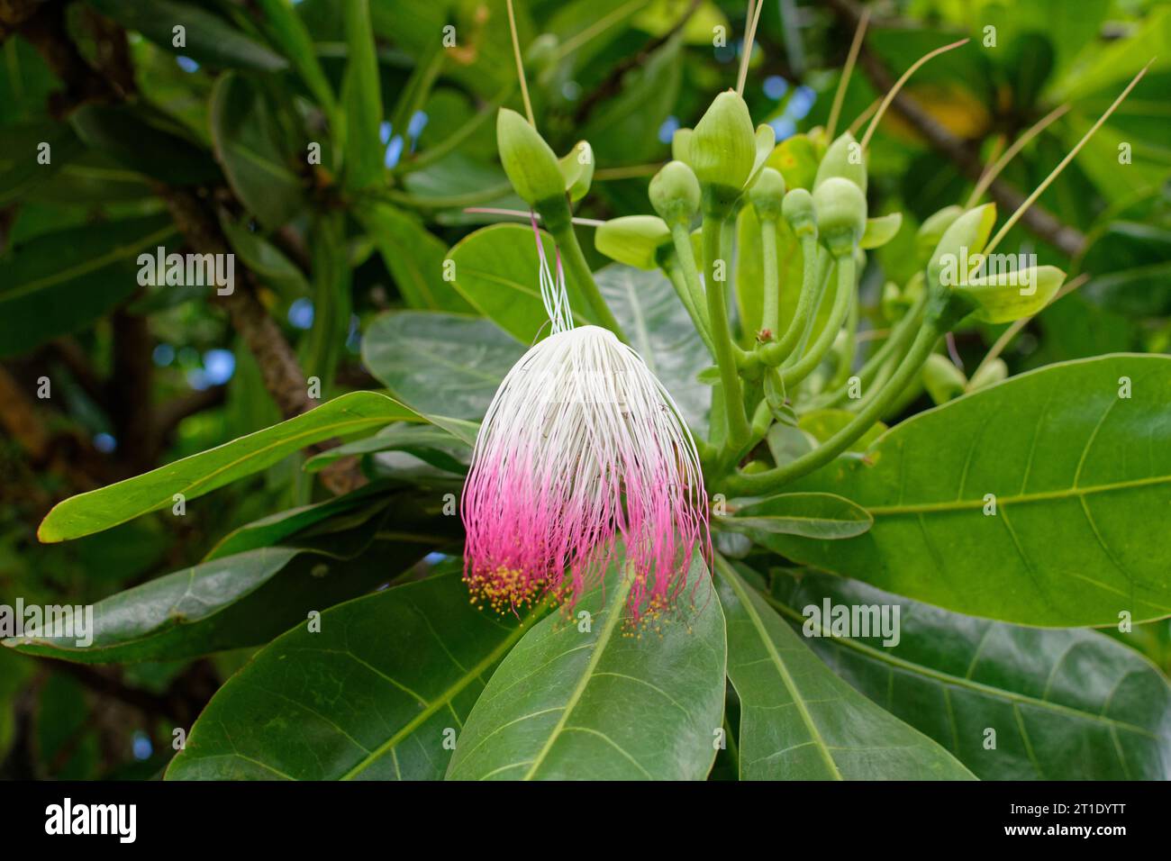 Polynésie française : arbre poison (barringtonia asiatica), Hotu en polynésien, utilisé en médecine traditionnelle et pour la pêche Banque D'Images Polynésie française : arbre poison (barringtonia asiatica), Hotu en polynésien, utilisé en médecine traditionnelle et pour la pêche Banque D'Images