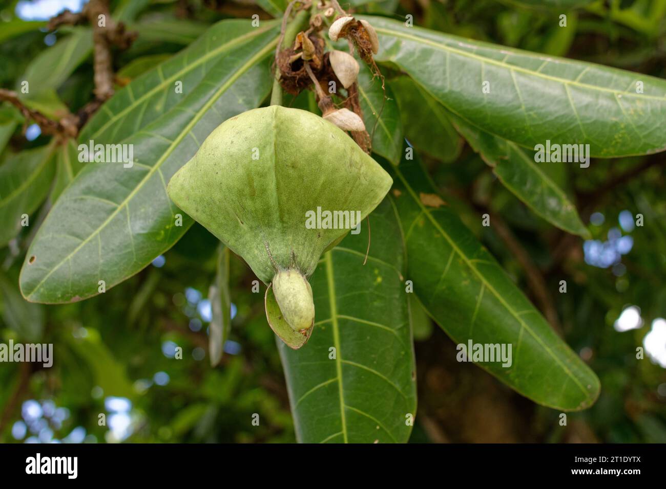 Polynésie française : arbre poison (barringtonia asiatica), Hotu en polynésien, utilisé en médecine traditionnelle et pour la pêche Banque D'Images Polynésie française : arbre poison (barringtonia asiatica), Hotu en polynésien, utilisé en médecine traditionnelle et pour la pêche Banque D'Images