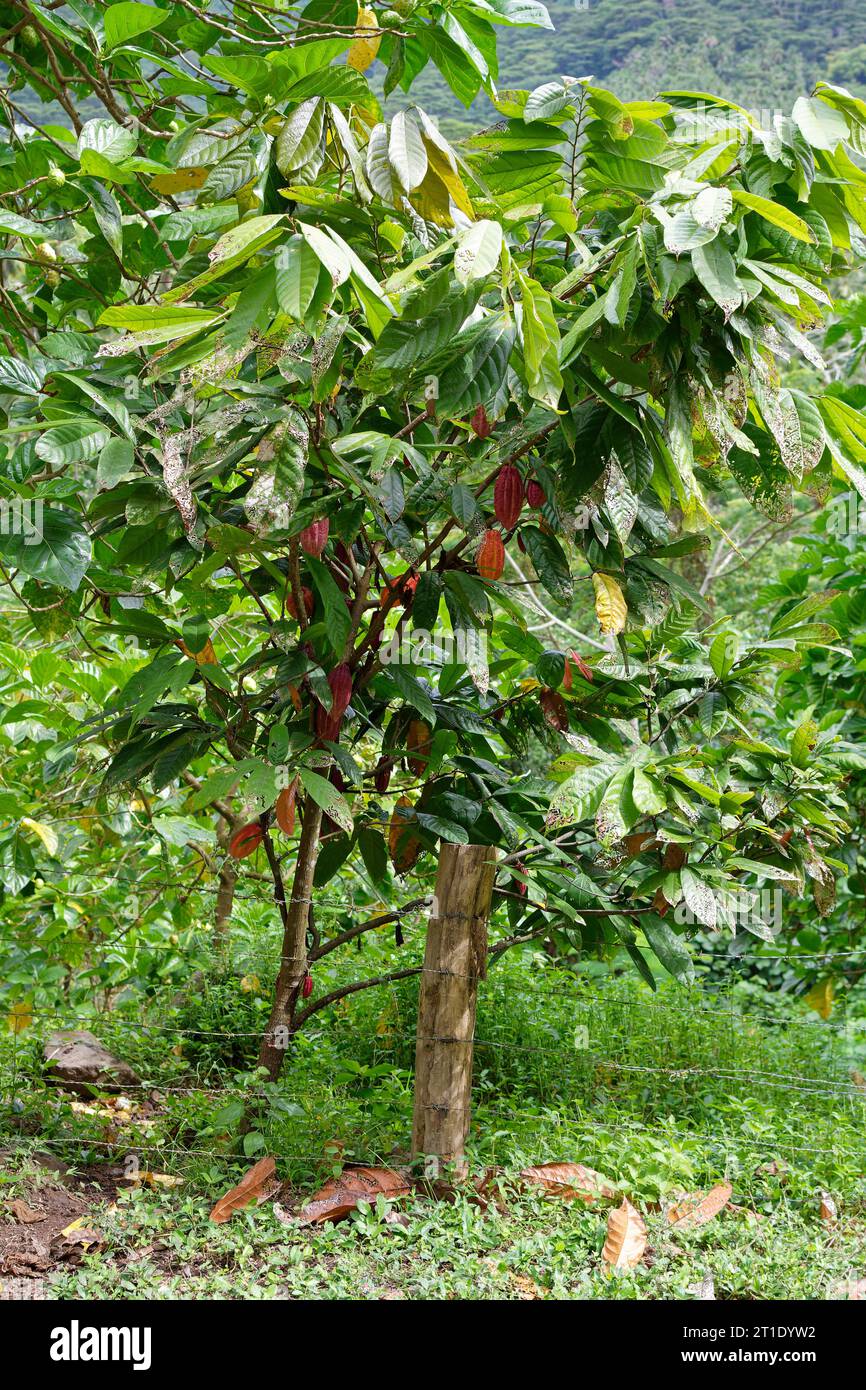 Polynésie française : cacao (ou cacao) avec des gousses de cacao Banque D'Images Polynésie française : cacao (ou cacao) avec des gousses de cacao Banque D'Images