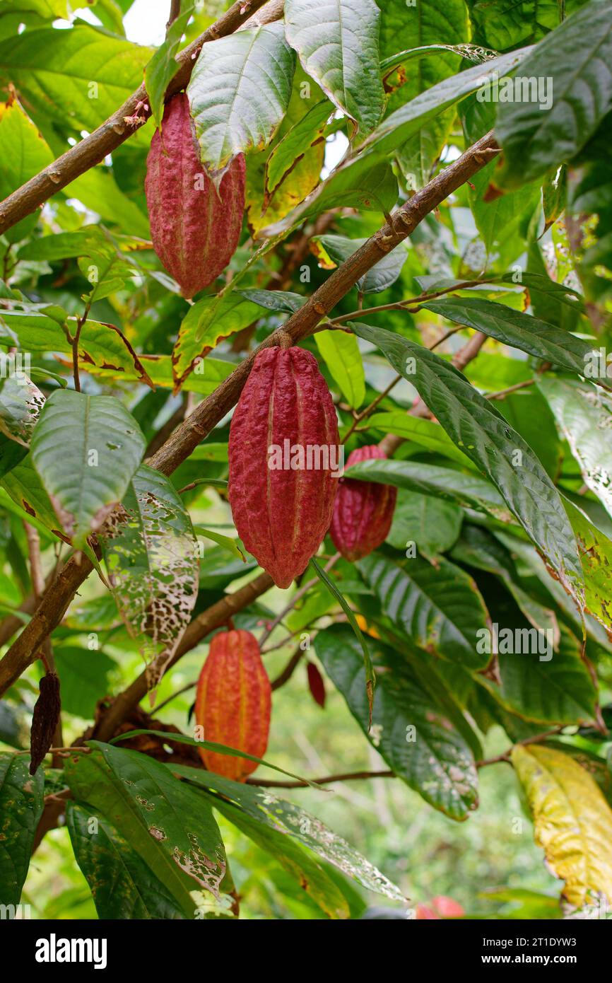 Polynésie française : cacao (ou cacao) avec des gousses de cacao Banque D'Images Polynésie française : cacao (ou cacao) avec des gousses de cacao Banque D'Images