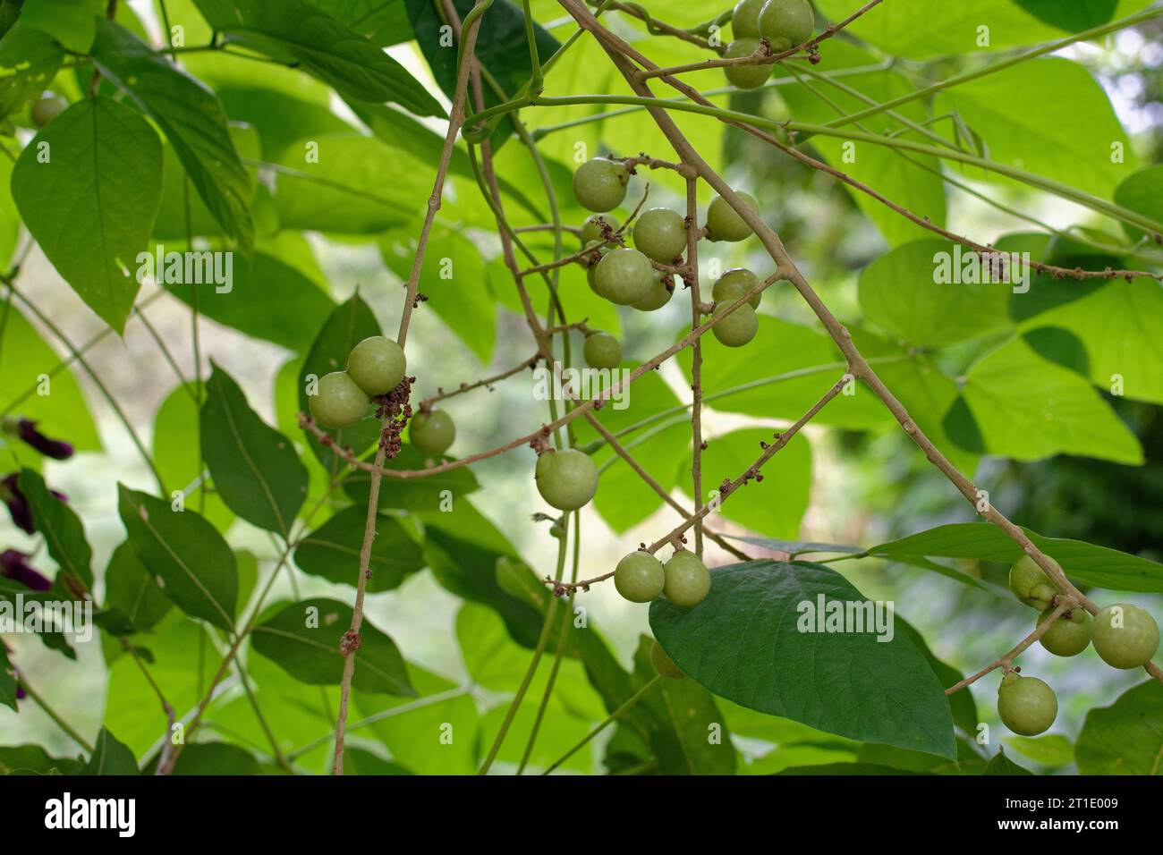 Polynésie française : oeil de longan ou de dragon (dimocarpus longan) Banque D'Images Polynésie française : oeil de longan ou de dragon (dimocarpus longan) Banque D'Images