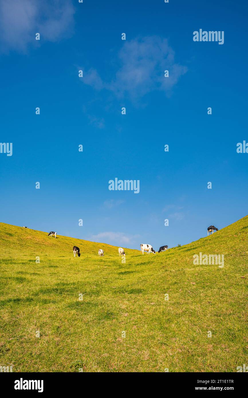 Vaches dans un pâturage en plein air, Normandie, France Banque D'Images