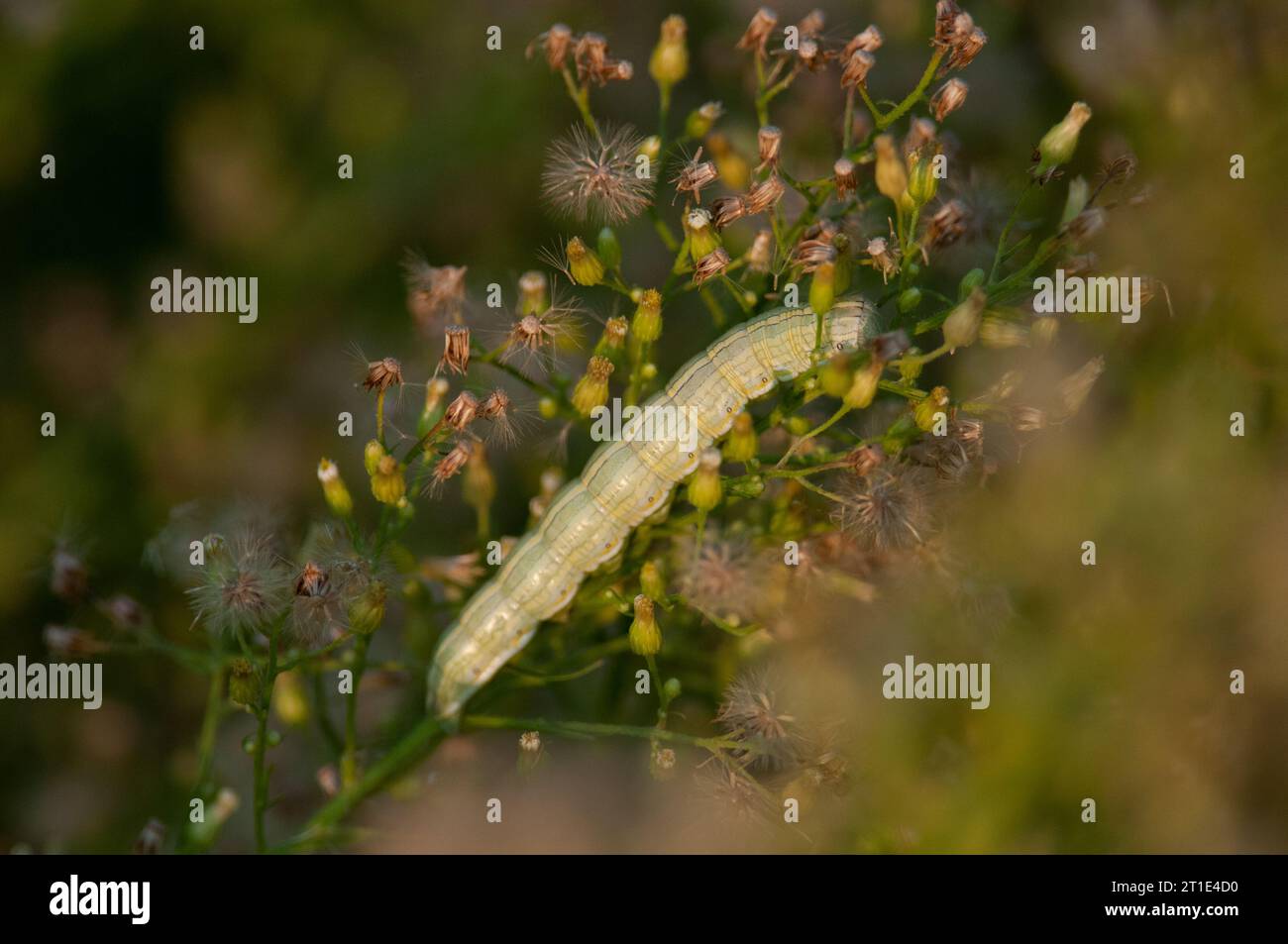 chenille verte rampant sur une plante Banque D'Images