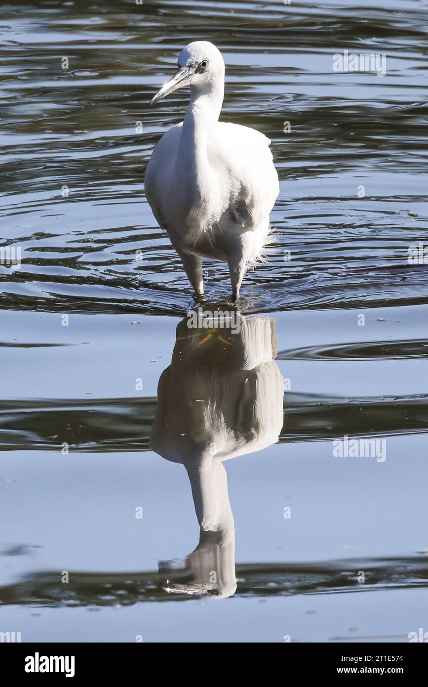 Passage à gué à aigrette Banque D'Images