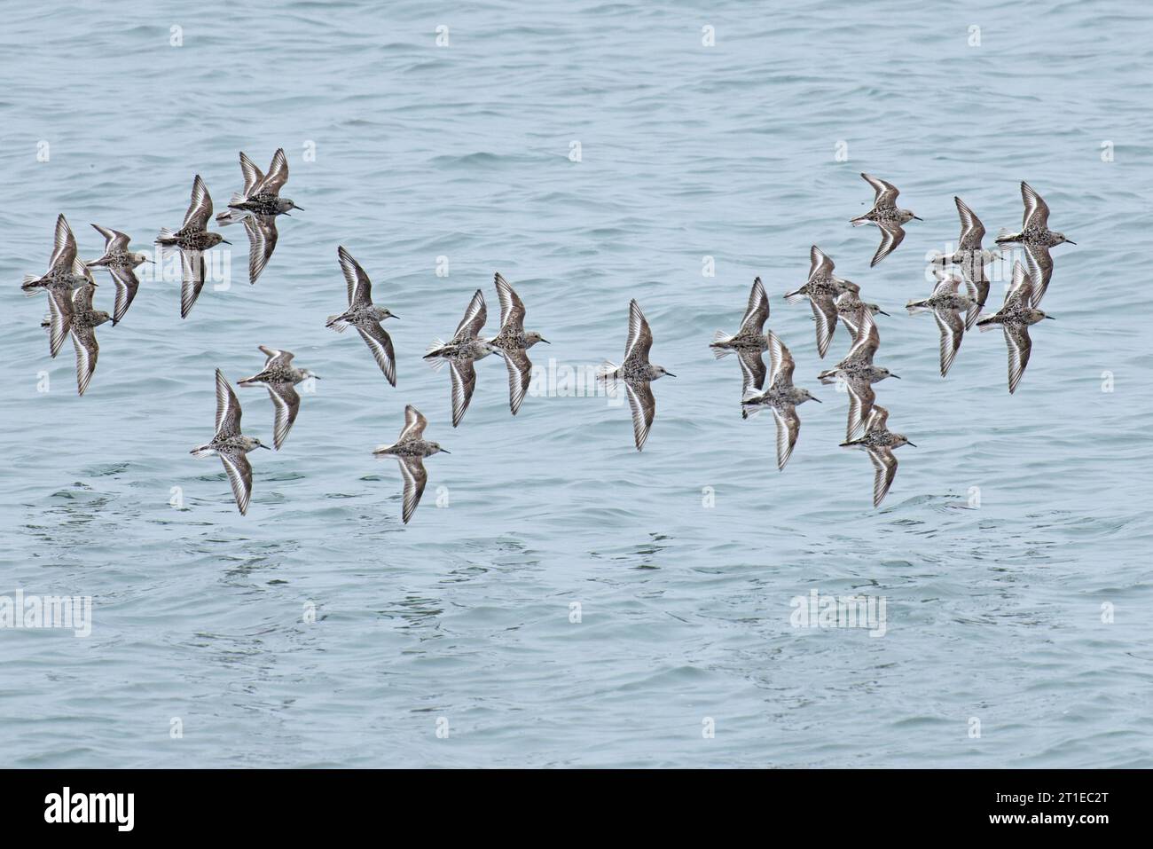 Sanderling (Calidris alba) Cornwall août 2023 Banque D'Images