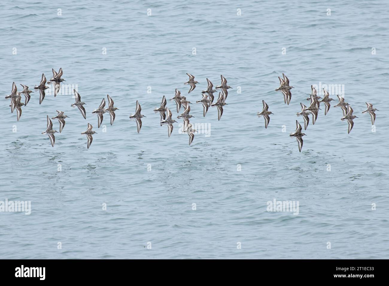 Sanderling (Calidris alba) Cornwall août 2023 Banque D'Images