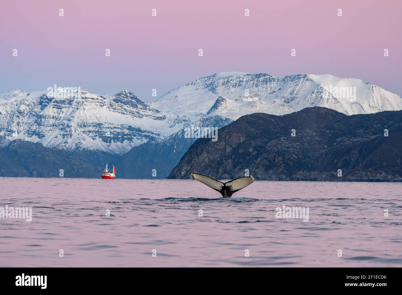 Épaulards (orcinus orca) dans la mer de Norvège, nageoire caudale à la surface de l'eau et bateau et montagne enneigée au loin Banque D'Images