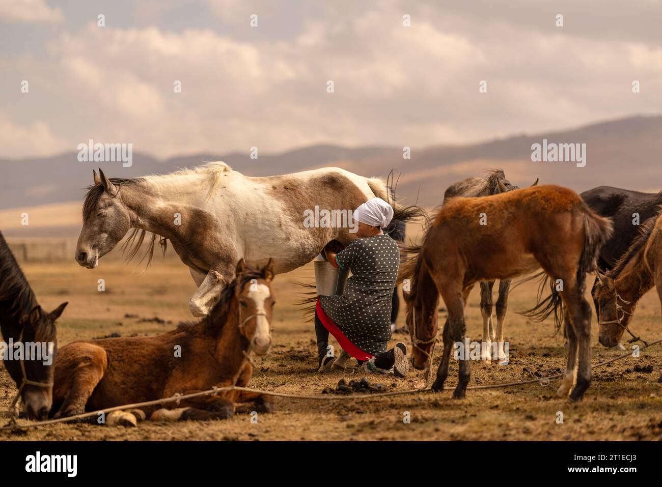 Kirghizistan, Song-Kol : Femme trayant une jument Banque D'Images