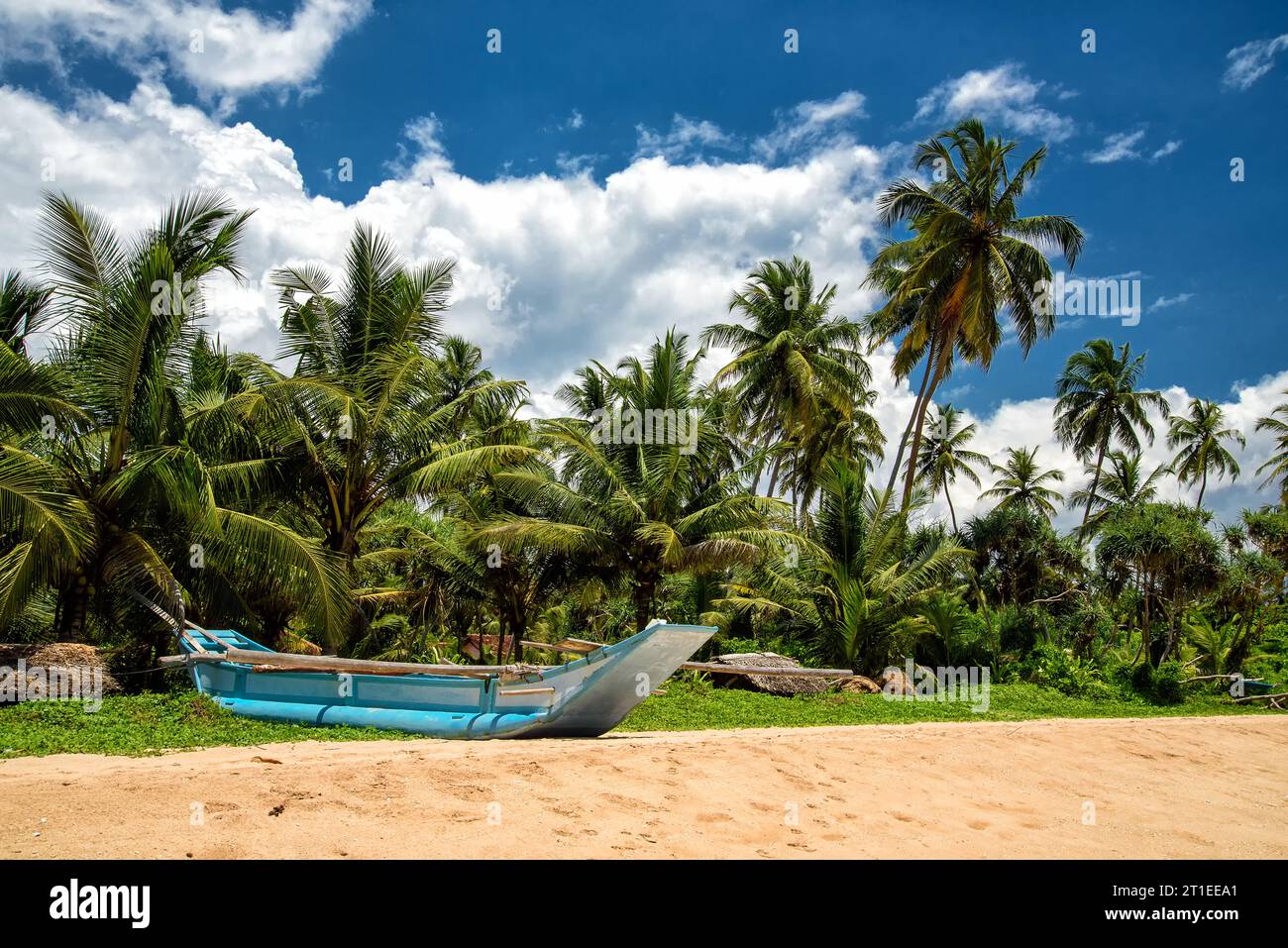 Plage tropicale dans l'océan Indien au Sri Lanka avec des palmiers Banque D'Images