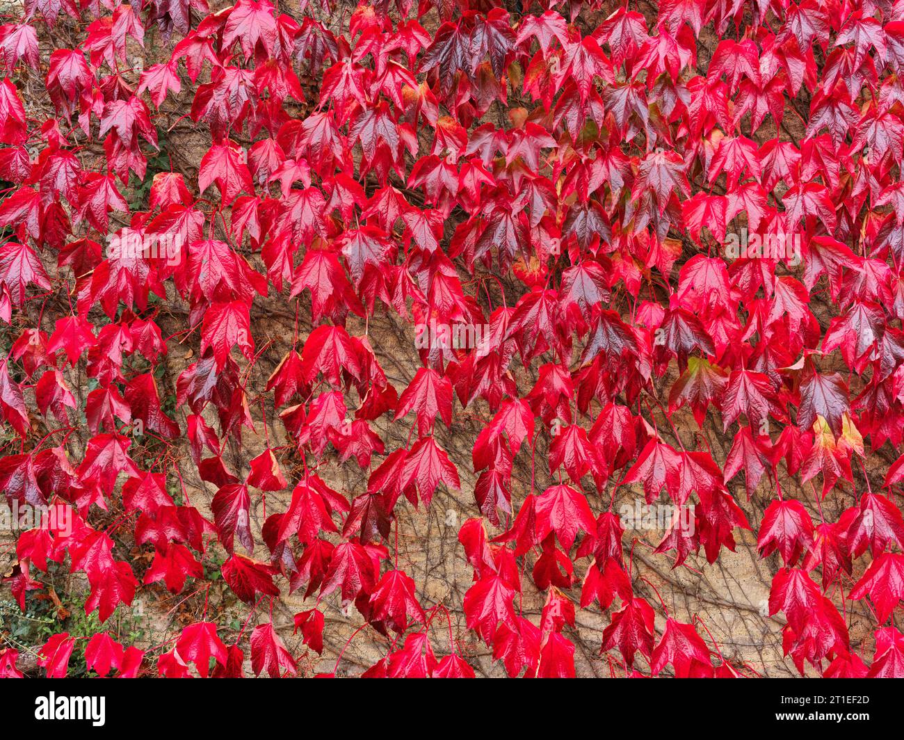 Chant des cygnes du lierre, les feuilles grimpent sur le mur d'un chalet dans le village anglais de Wadenhoe, un jour d'automne. Banque D'Images