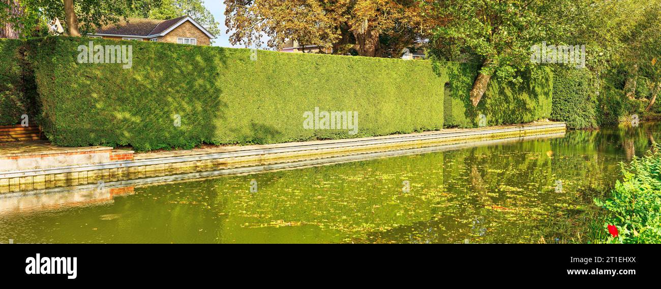 Haie verte taillée d'un jardin bordant le bras Market Harborough du canal Grand Union, en Angleterre. Banque D'Images