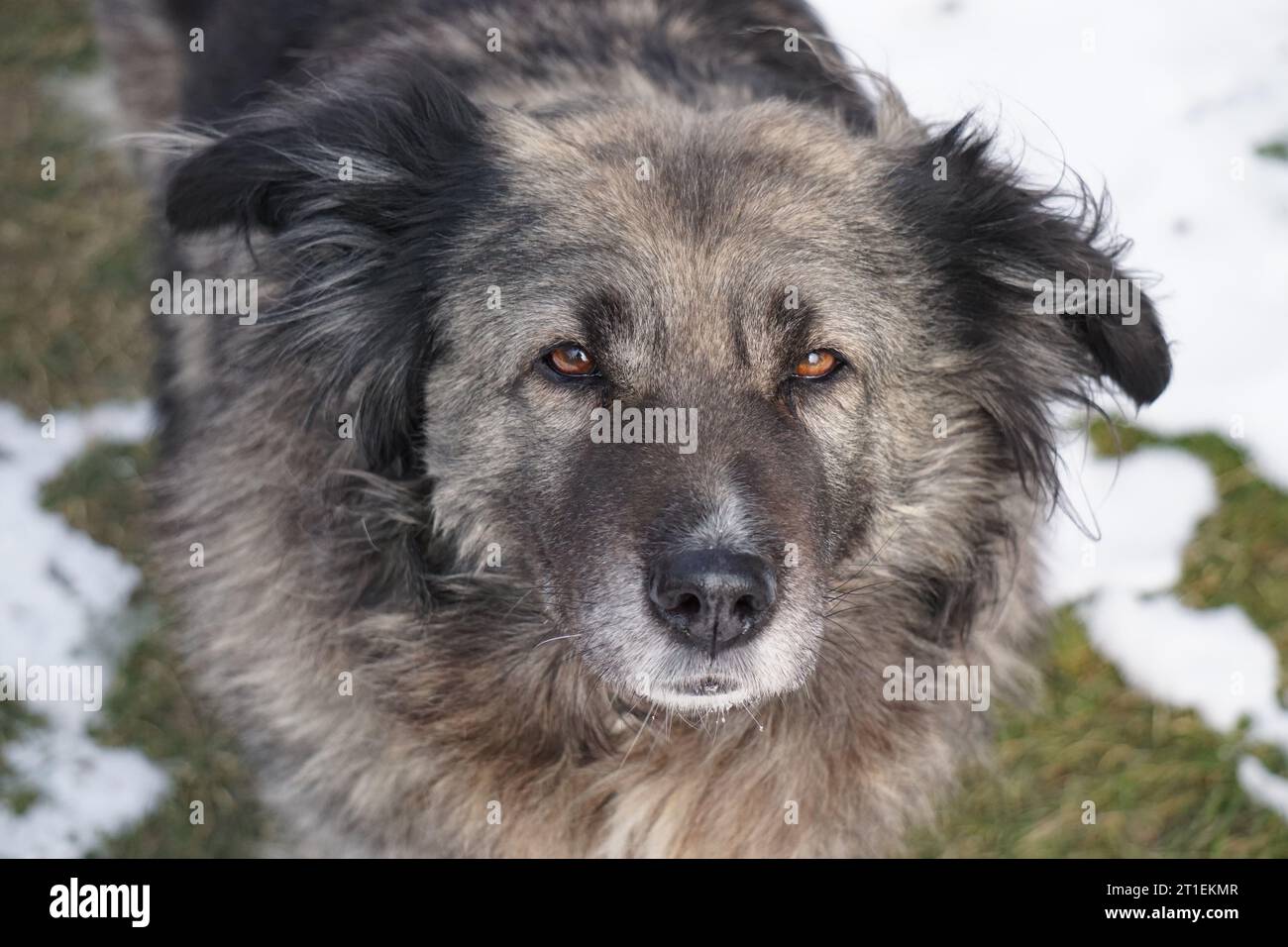 Chien de garde de bétail caucasien regarde dans la caméra Banque D'Images