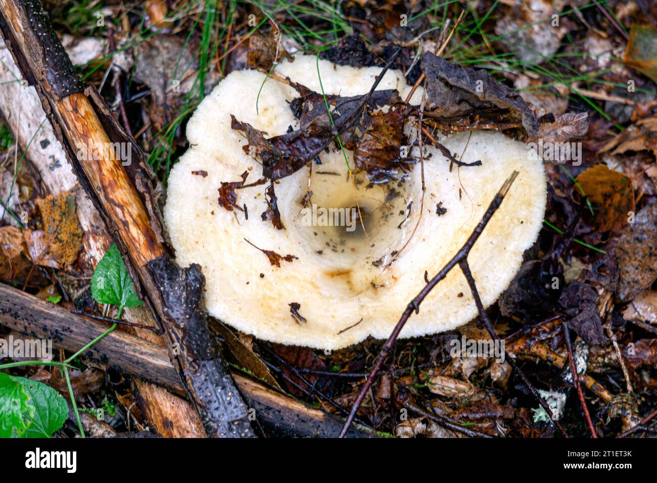 Les champignons de lait blanc poussent dans une forêt d'épinettes Banque D'Images