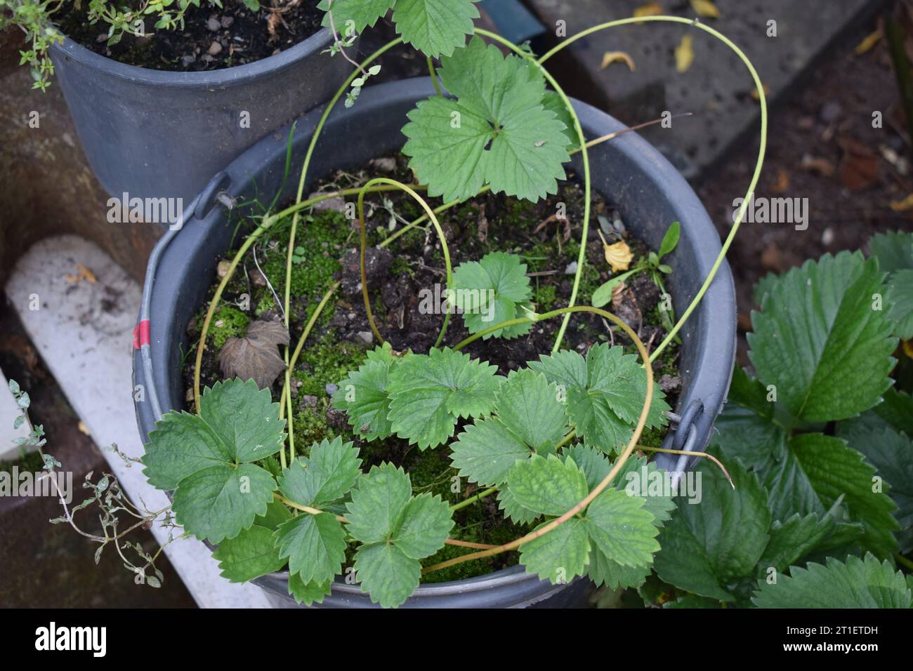 plants de fraises cultivant plus de plants Banque D'Images