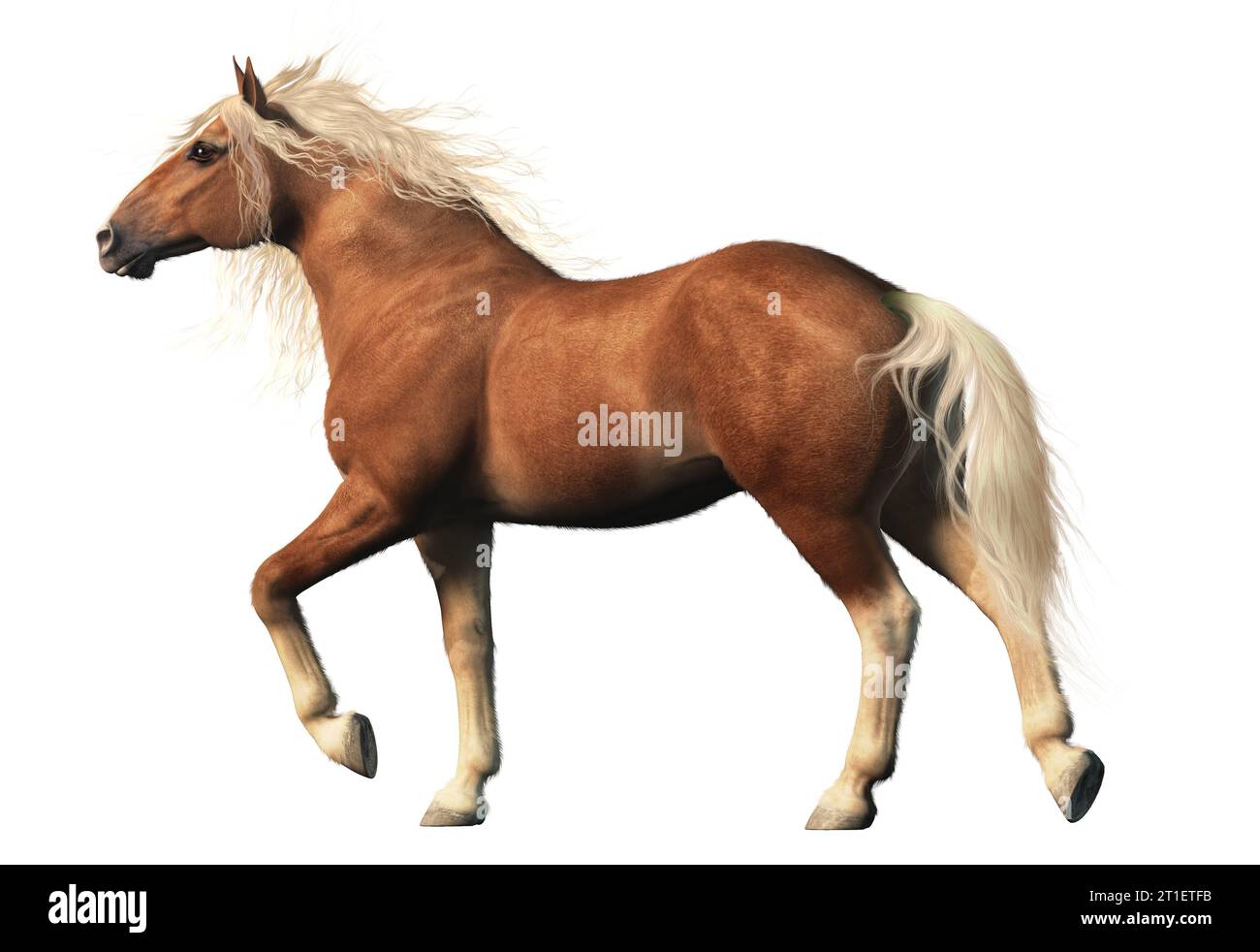 Le cheval belge, est un cheval de trait originaire de la région du Brabant en Belgique. Connu pour sa force et sa robustesse. Banque D'Images