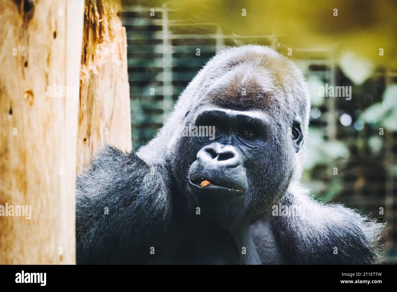 Portrait d'un impressionnant gorille des basses terres de l'Ouest Banque D'Images