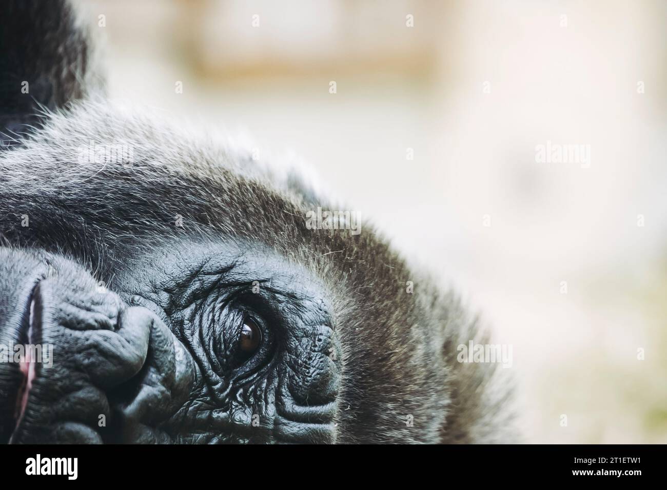 Portrait d'un impressionnant gorille des basses terres de l'Ouest Banque D'Images