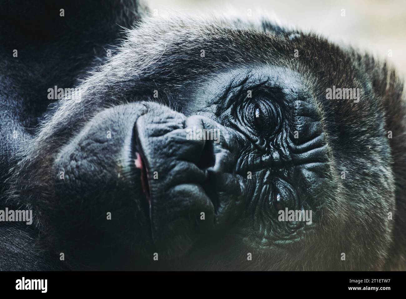 Portrait d'un impressionnant gorille des basses terres de l'Ouest Banque D'Images