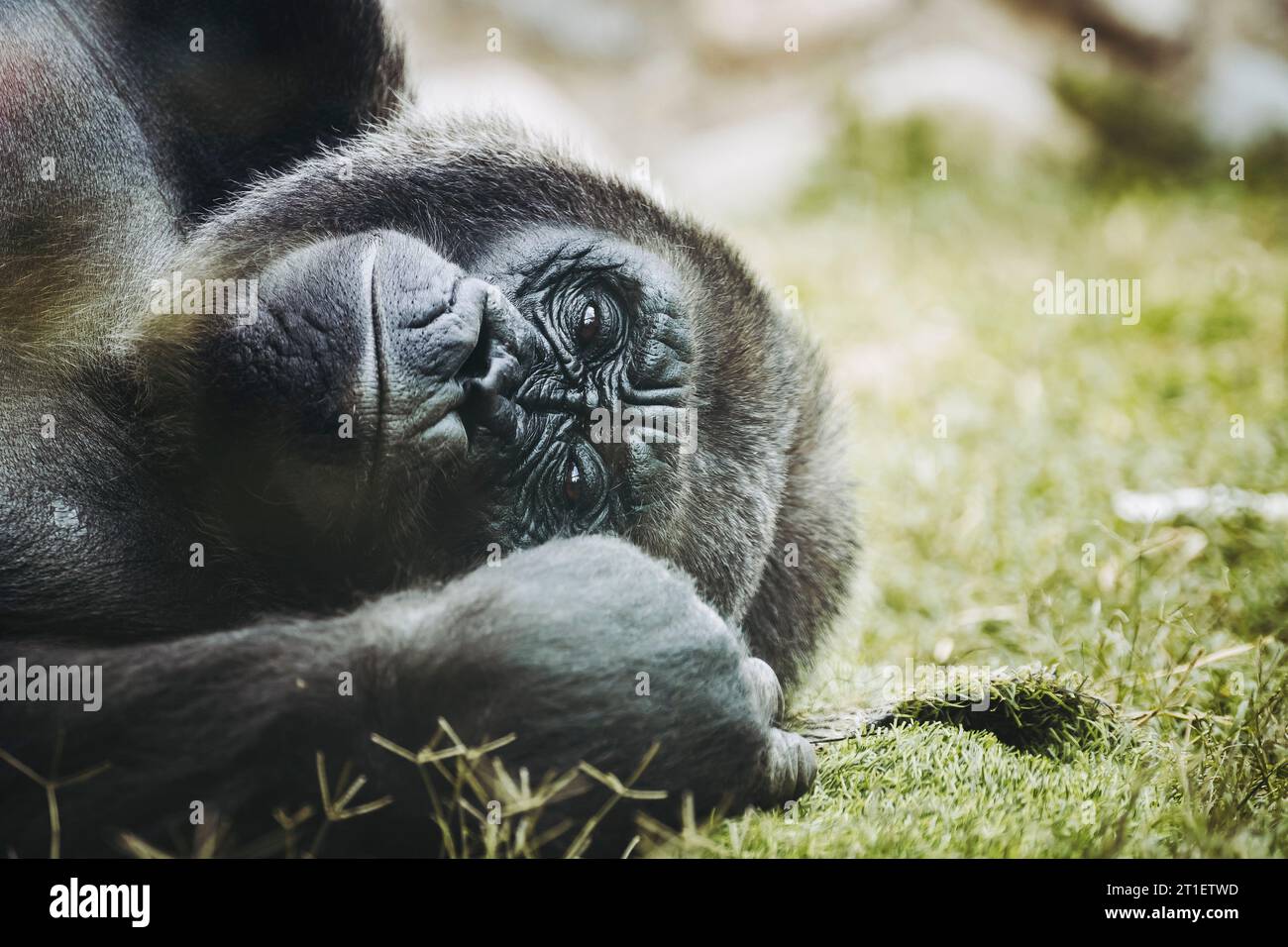 Portrait d'un impressionnant gorille des basses terres de l'Ouest Banque D'Images