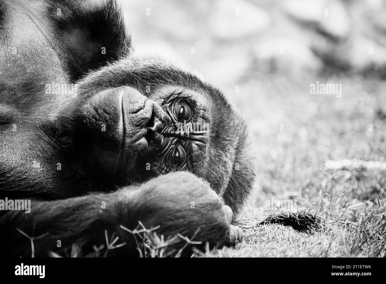 Portrait d'un impressionnant gorille des basses terres de l'Ouest Banque D'Images