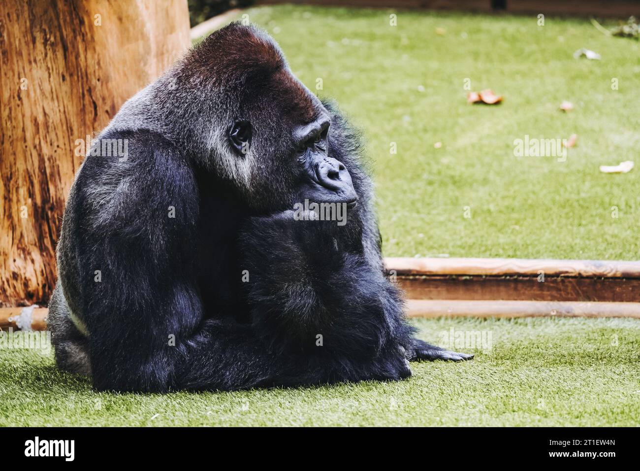 Portrait d'un impressionnant gorille des basses terres de l'Ouest Banque D'Images