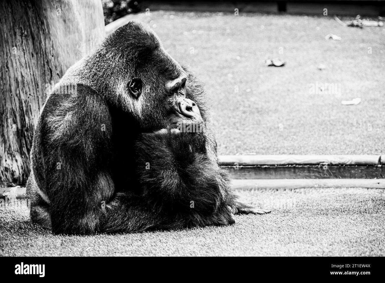 Portrait d'un impressionnant gorille des basses terres de l'Ouest Banque D'Images