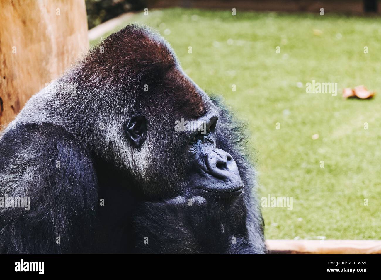 Portrait d'un impressionnant gorille des basses terres de l'Ouest Banque D'Images