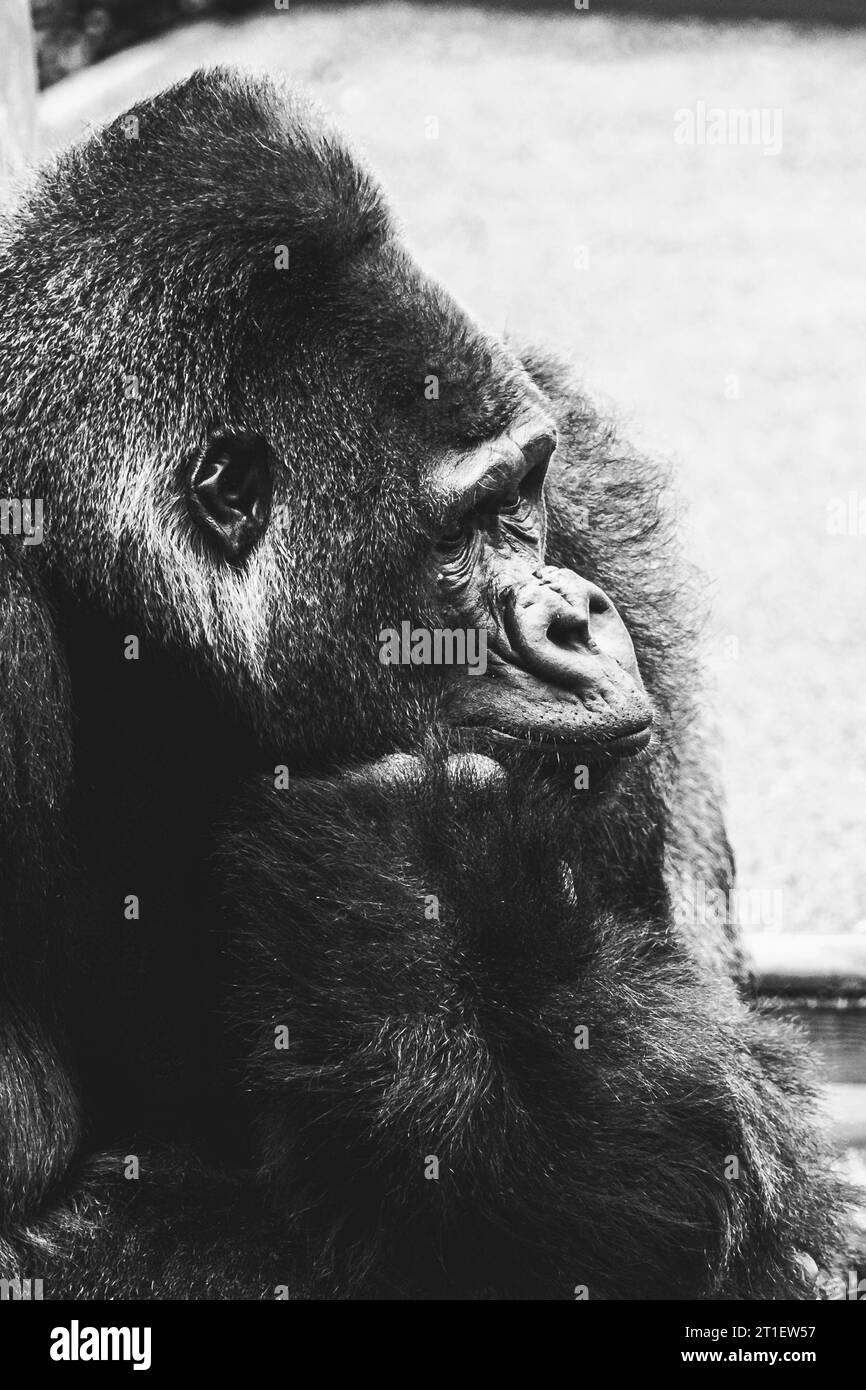 Portrait d'un impressionnant gorille des basses terres de l'Ouest Banque D'Images
