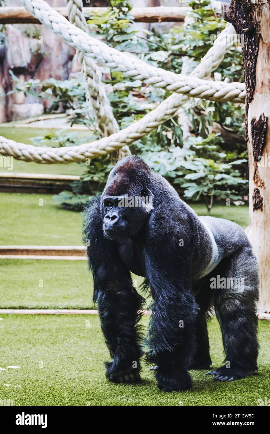 Portrait d'un impressionnant gorille des basses terres de l'Ouest Banque D'Images