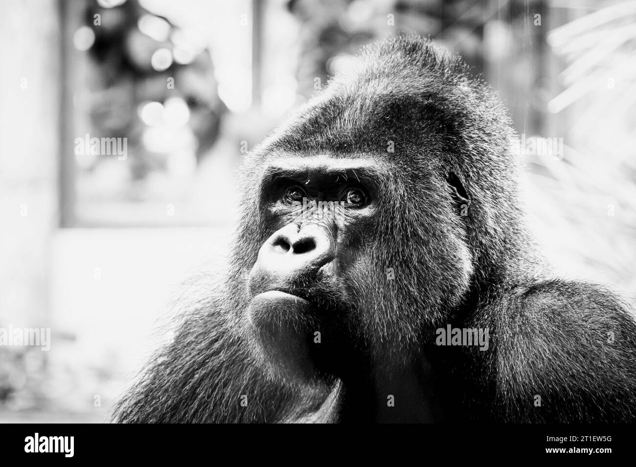 Portrait d'un impressionnant gorille des basses terres de l'Ouest Banque D'Images