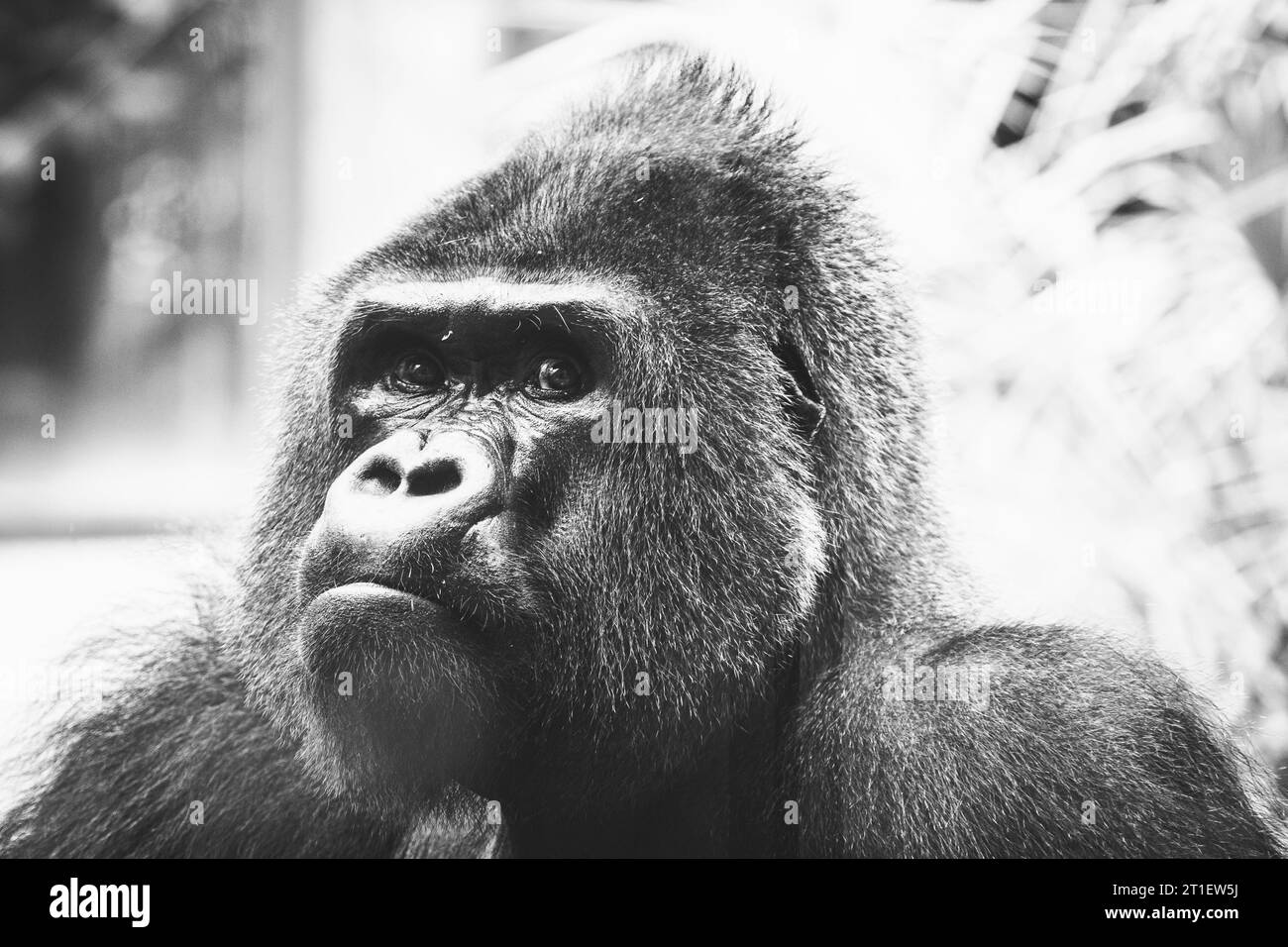 Portrait d'un impressionnant gorille des basses terres de l'Ouest Banque D'Images