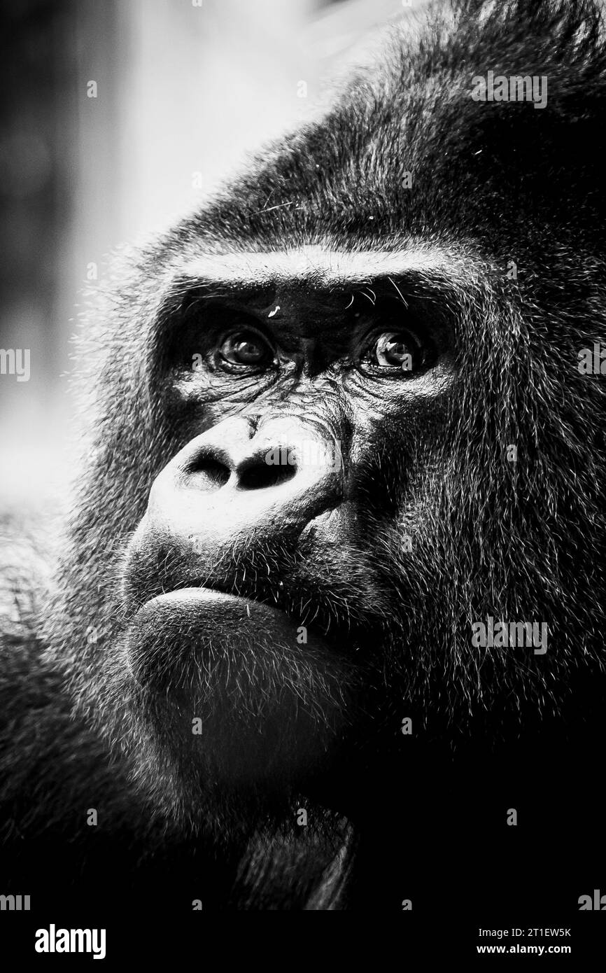 Portrait d'un impressionnant gorille des basses terres de l'Ouest Banque D'Images