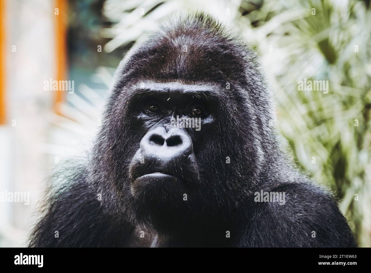 Portrait d'un impressionnant gorille des basses terres de l'Ouest Banque D'Images
