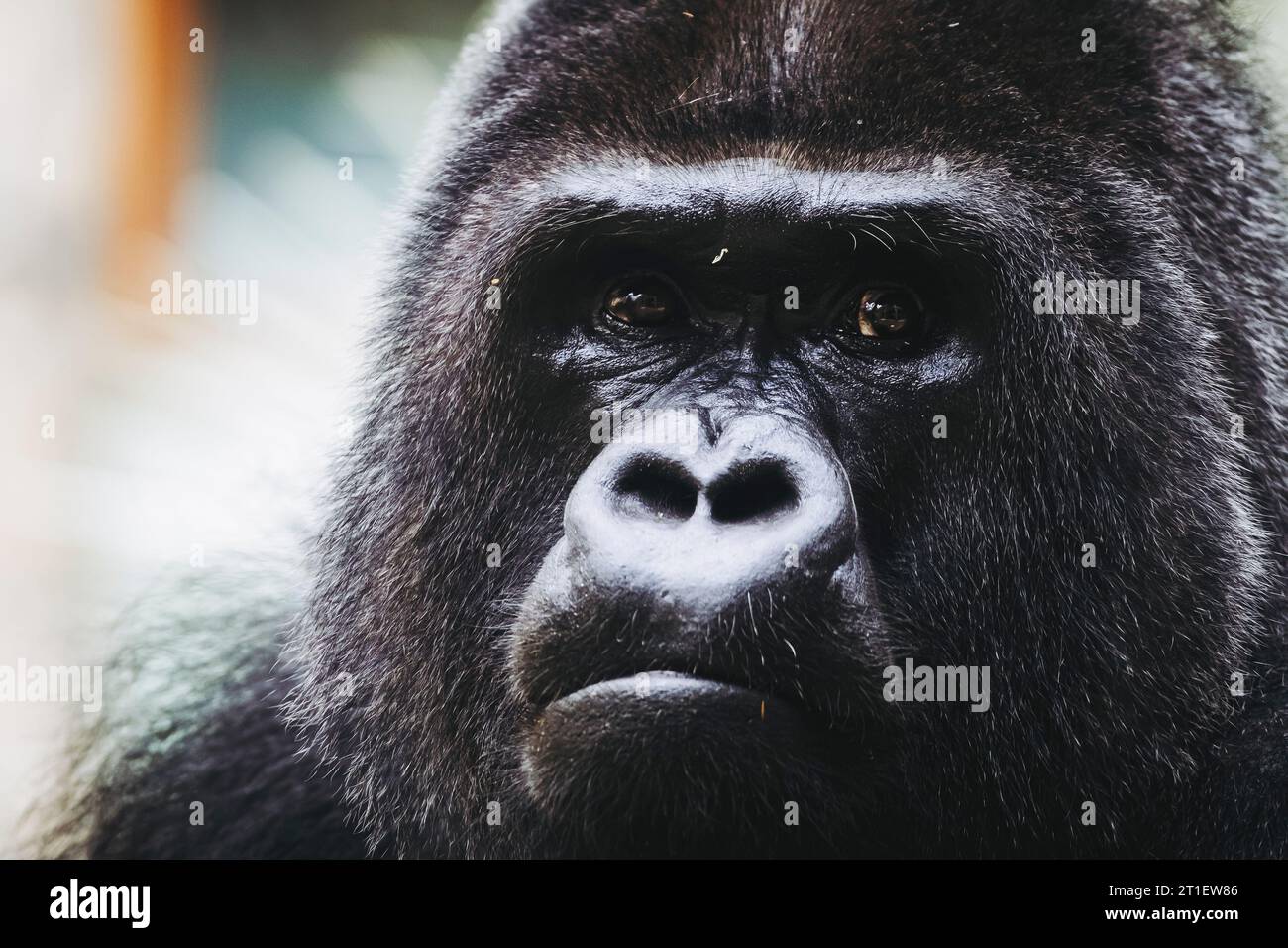 Portrait d'un impressionnant gorille des basses terres de l'Ouest Banque D'Images