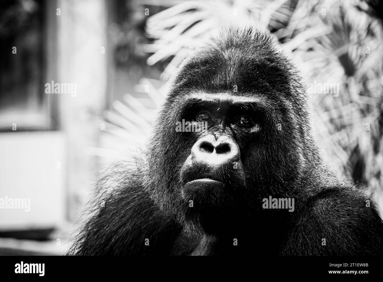 Portrait d'un impressionnant gorille des basses terres de l'Ouest Banque D'Images