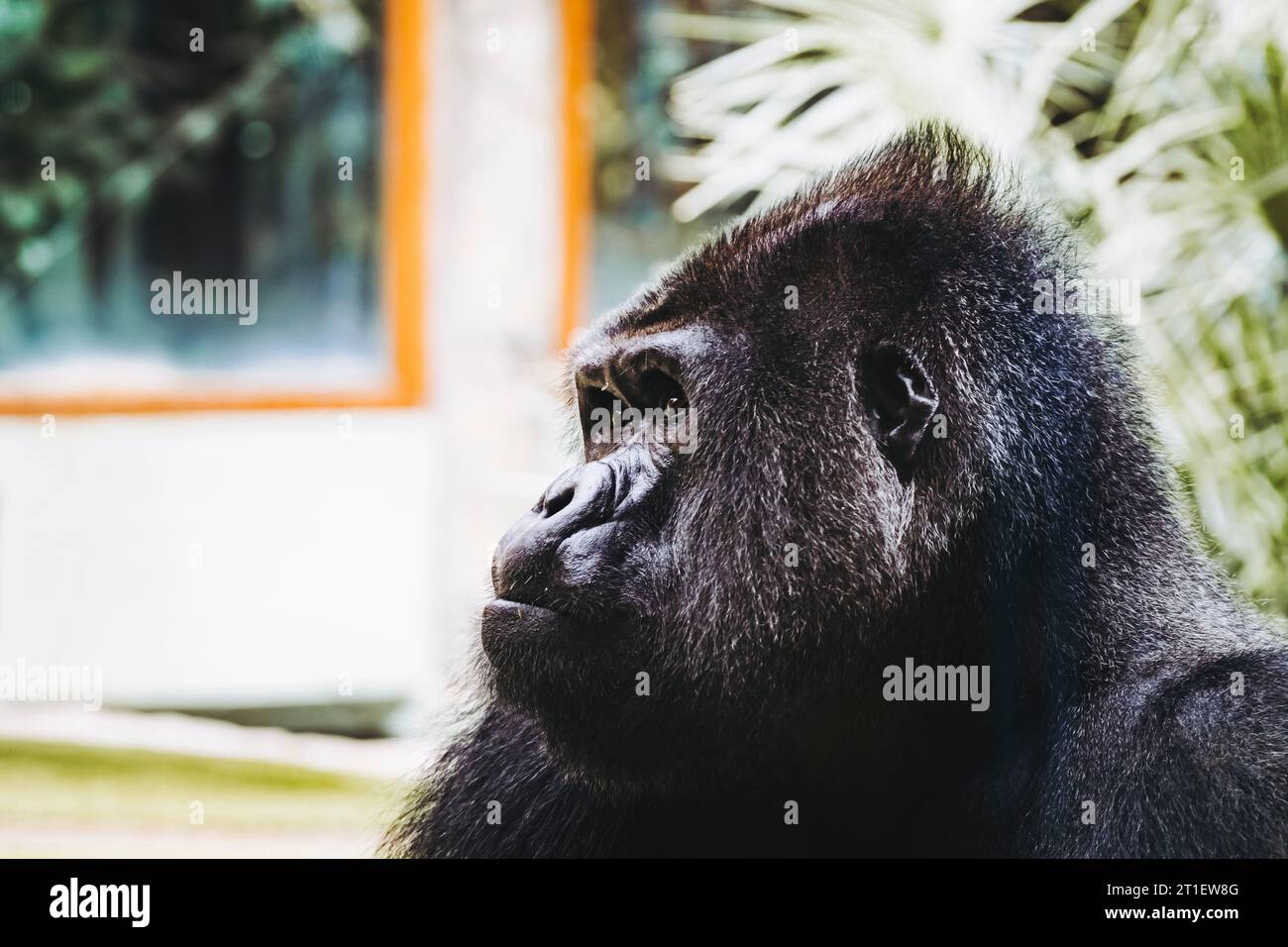 Portrait d'un impressionnant gorille des basses terres de l'Ouest Banque D'Images