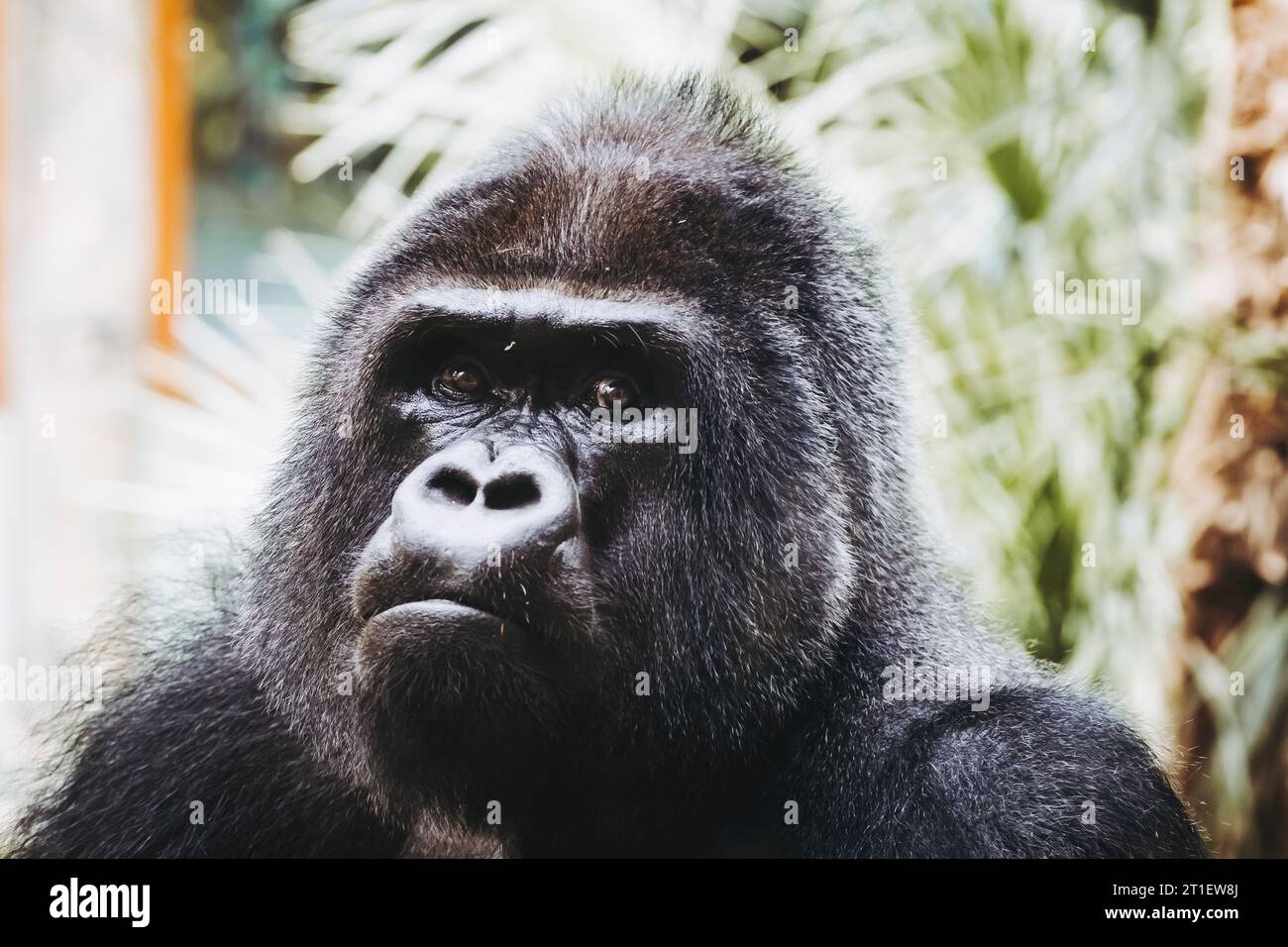 Portrait d'un impressionnant gorille des basses terres de l'Ouest Banque D'Images