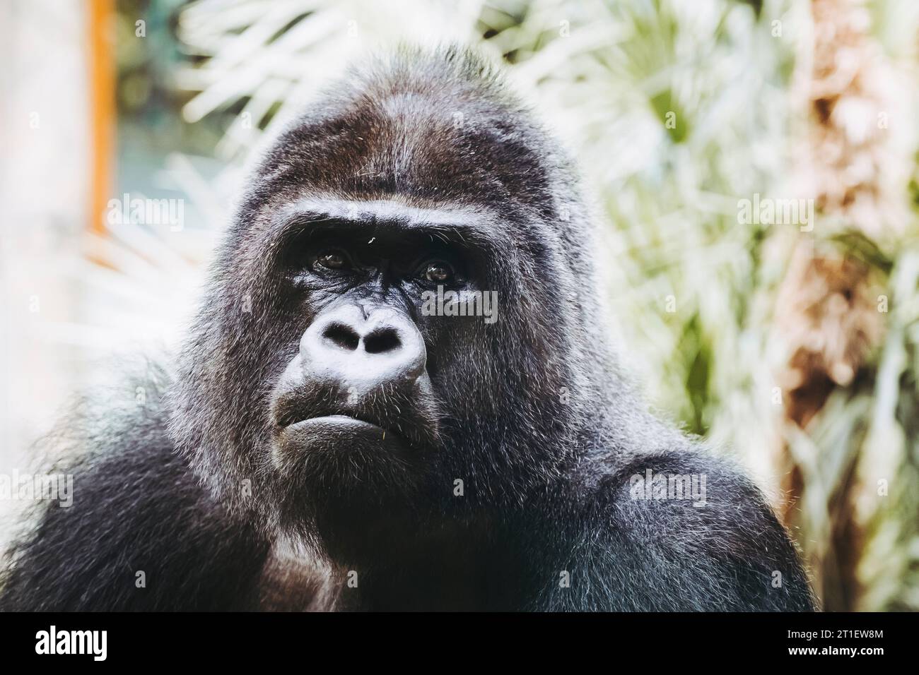 Portrait d'un impressionnant gorille des basses terres de l'Ouest Banque D'Images